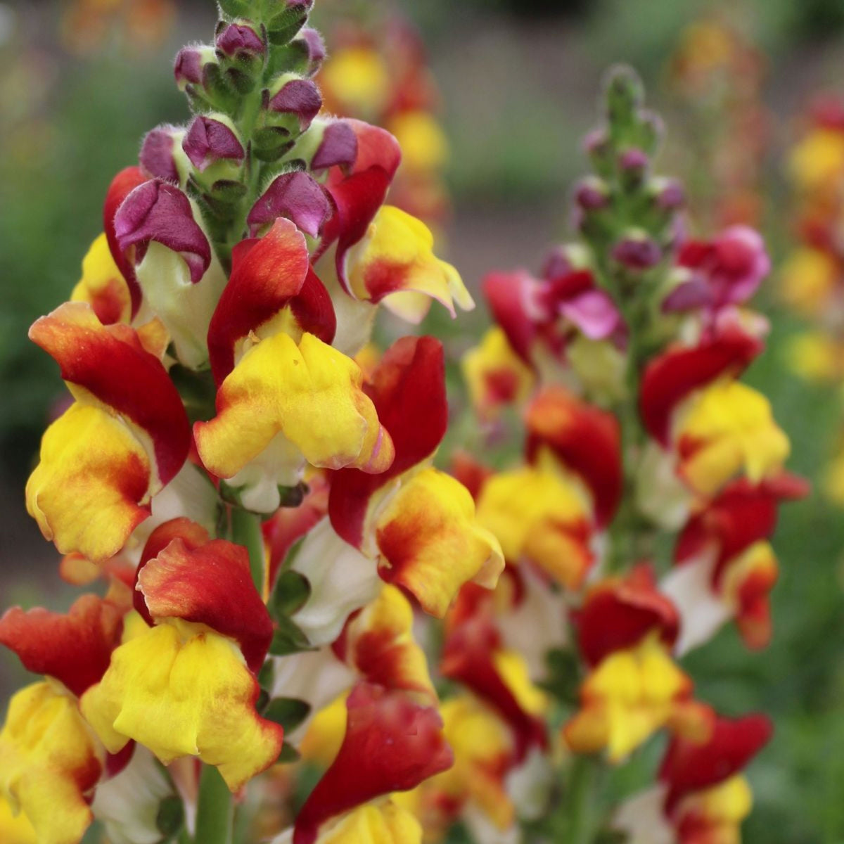 Snapdragons 'Mango Twist' Seeds, 30 seeds