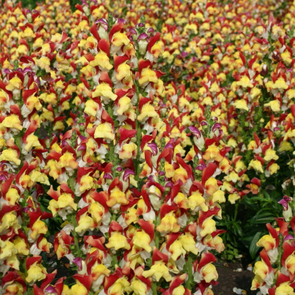 Snapdragons 'Mango Twist' Seeds, 30 seeds