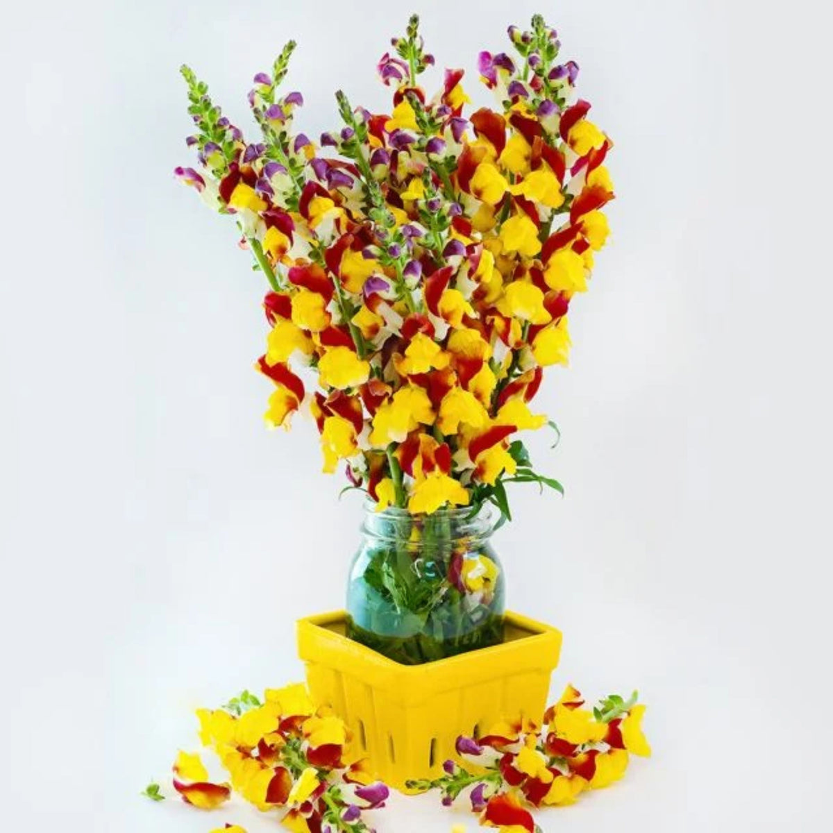 Snapdragons 'Mango Twist' Seeds, 30 seeds