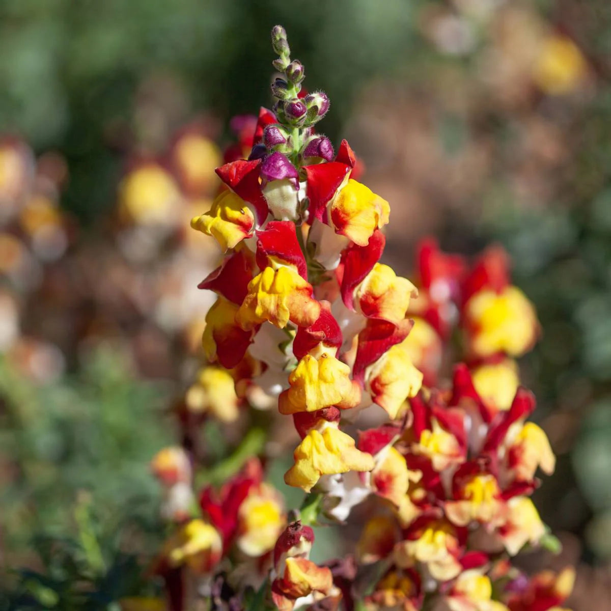 Snapdragons 'Mango Twist' Seeds, 30 seeds