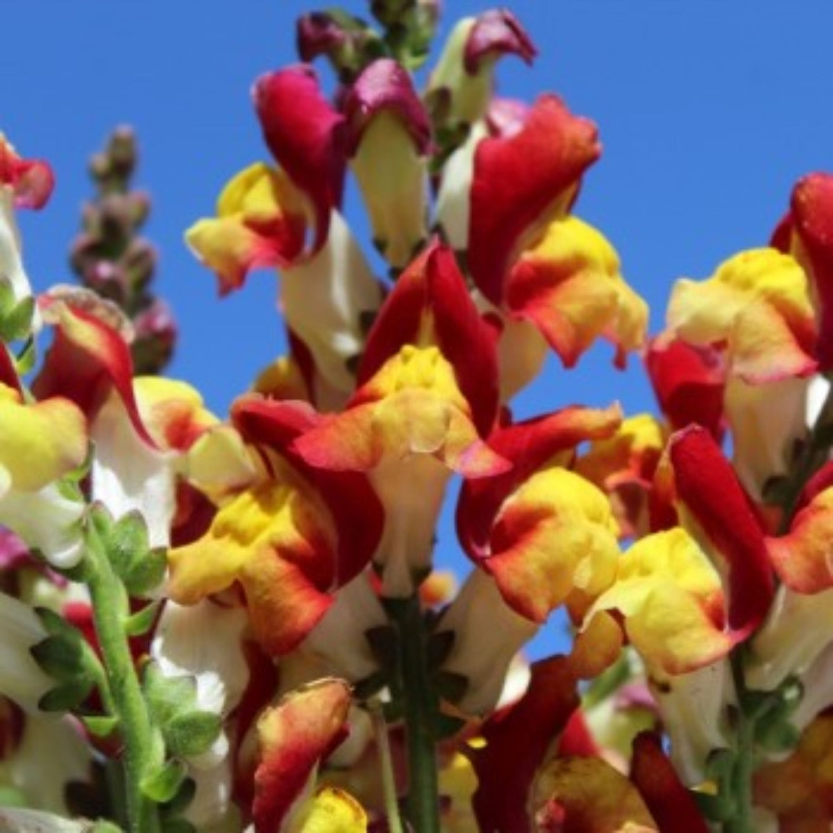 Snapdragons 'Mango Twist' Seeds, 30 seeds