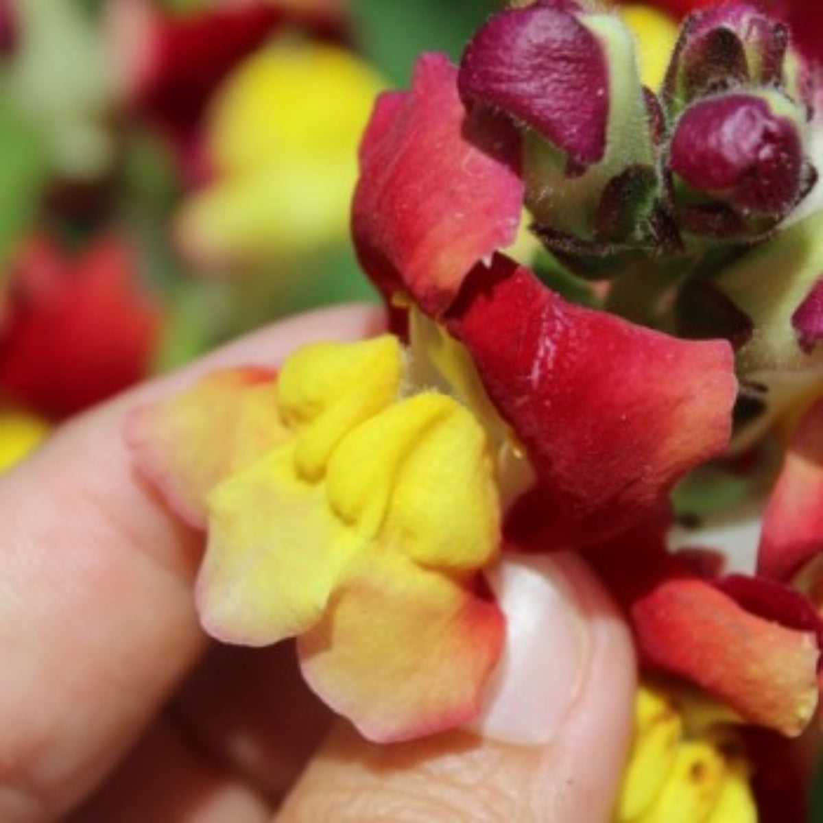 Snapdragons 'Mango Twist' Seeds, 30 seeds