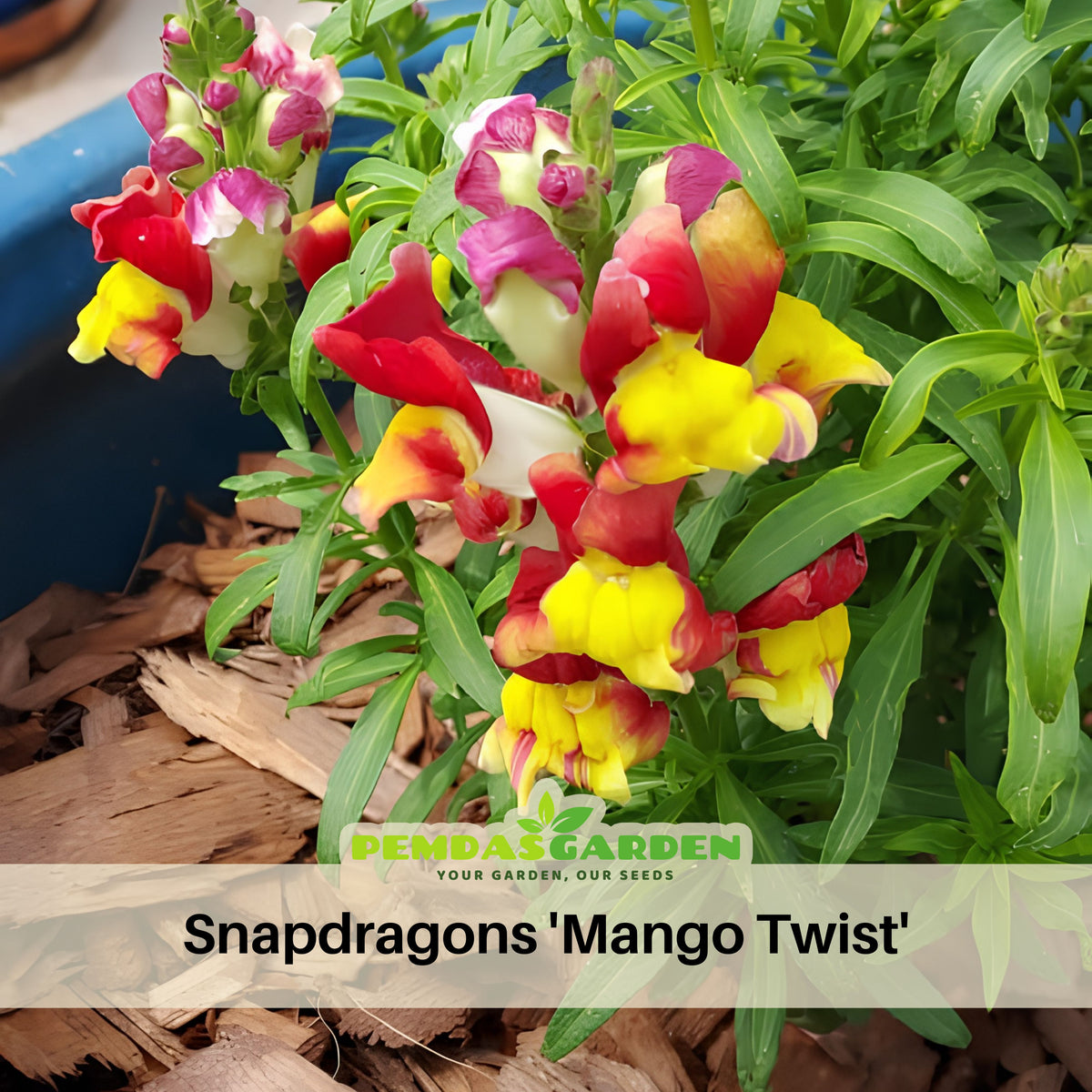 Snapdragons 'Mango Twist' Seeds, 30 seeds