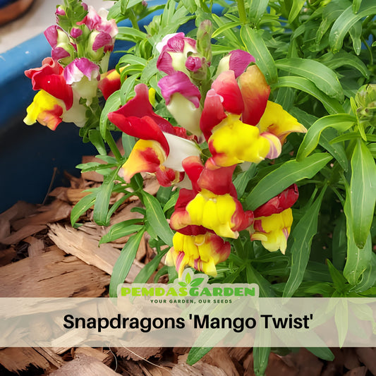 Snapdragons 'Mango Twist' Seeds, 30 seeds