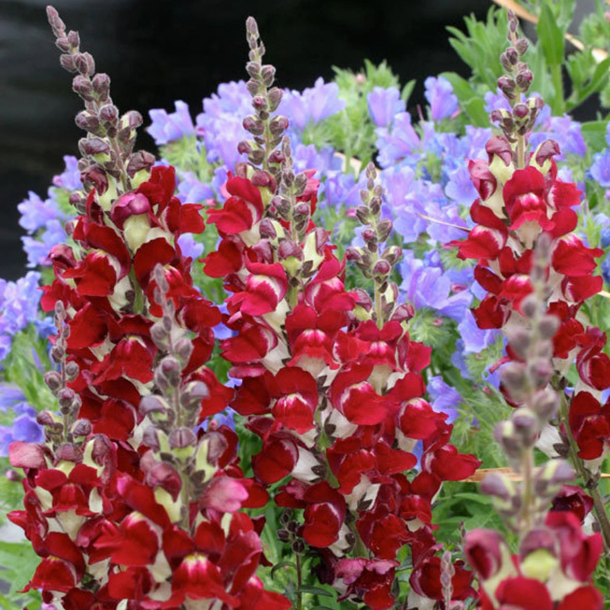 Snapdragons 'Mango Twist' Seeds, 30 seeds
