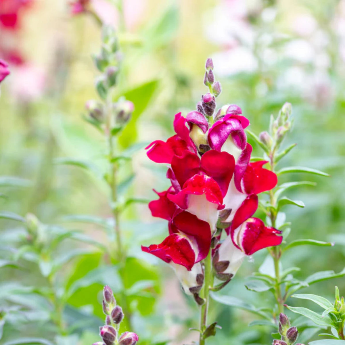 Snapdragons 'Mango Twist' Seeds, 30 seeds