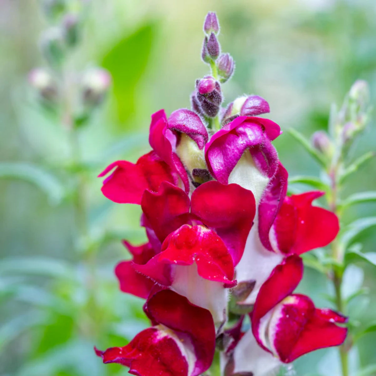 Snapdragons 'Mango Twist' Seeds, 30 seeds