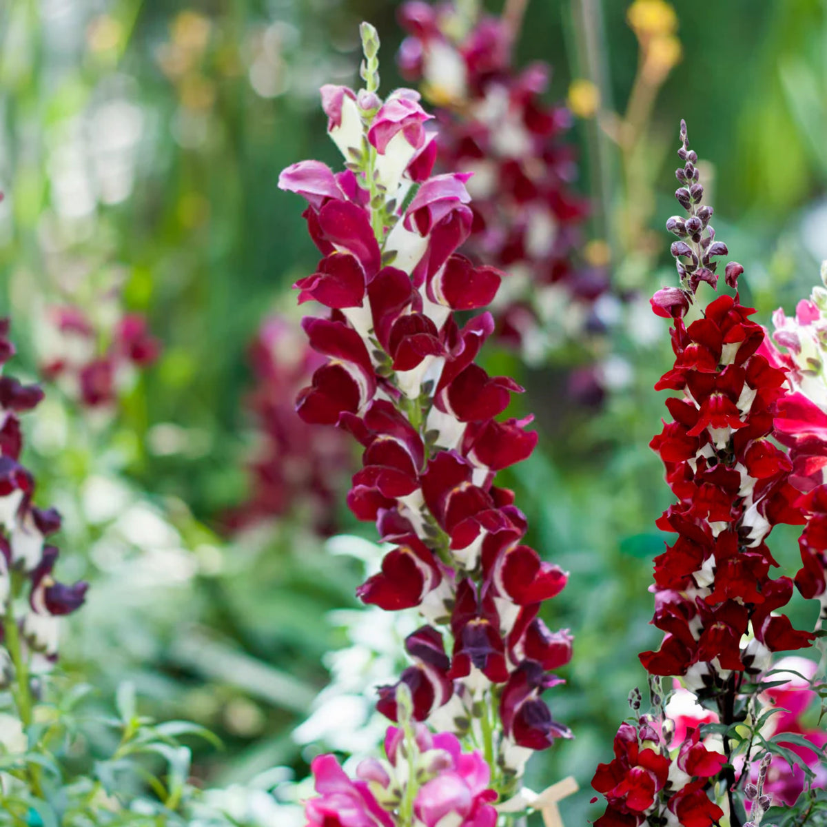 Snapdragons 'Mango Twist' Seeds, 30 seeds