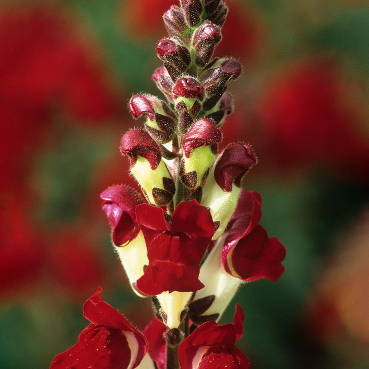 Snapdragons 'Mango Twist' Seeds, 30 seeds