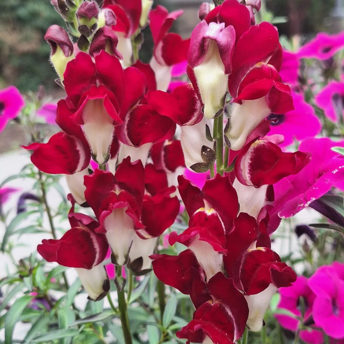 Snapdragons 'Mango Twist' Seeds, 30 seeds