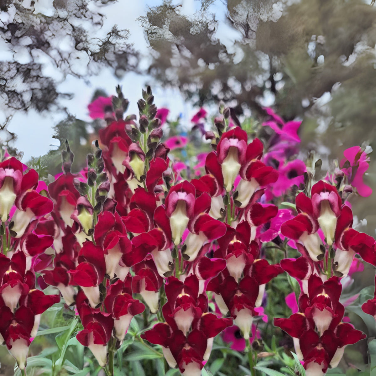 Snapdragons 'Mango Twist' Seeds, 30 seeds