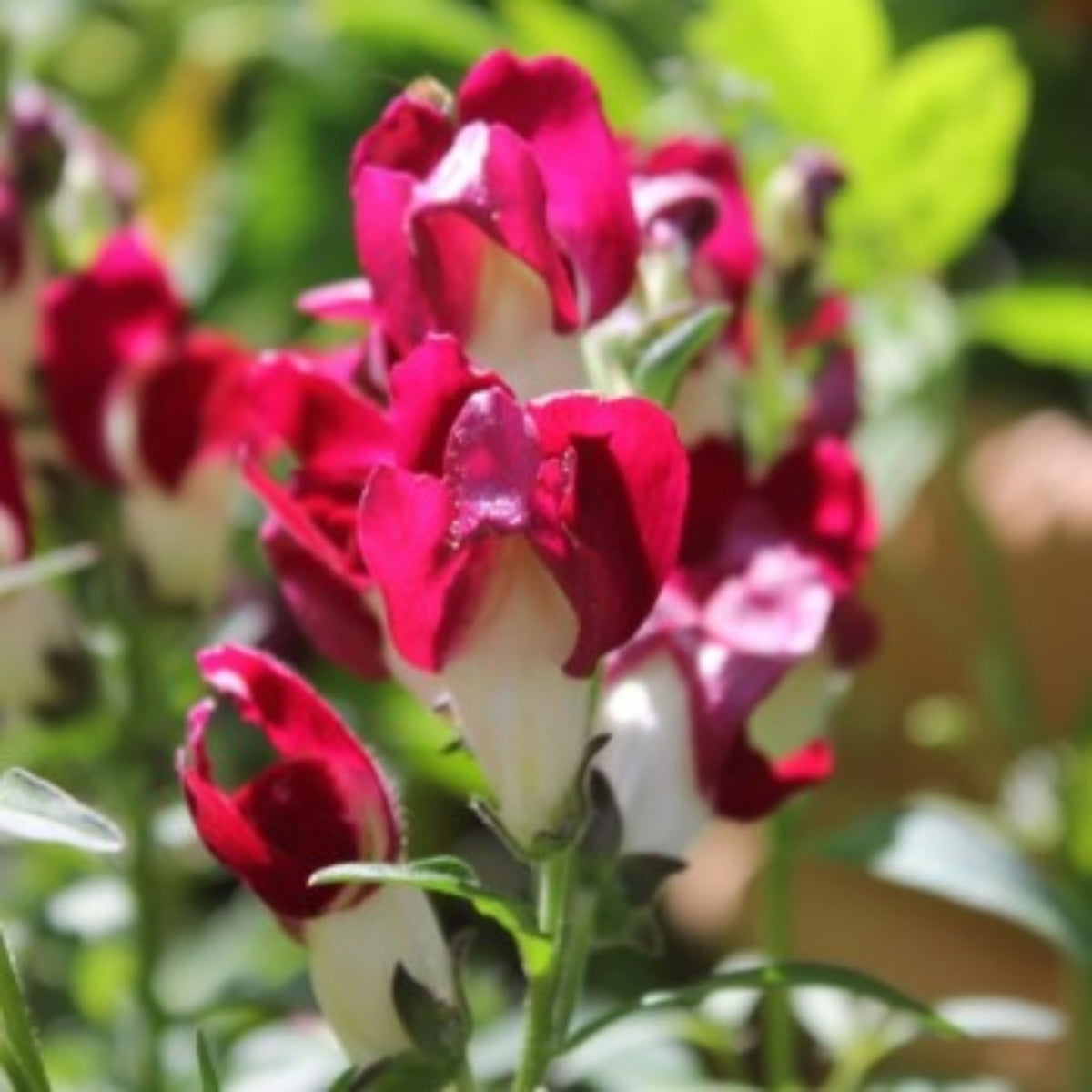 Snapdragons 'Mango Twist' Seeds, 30 seeds