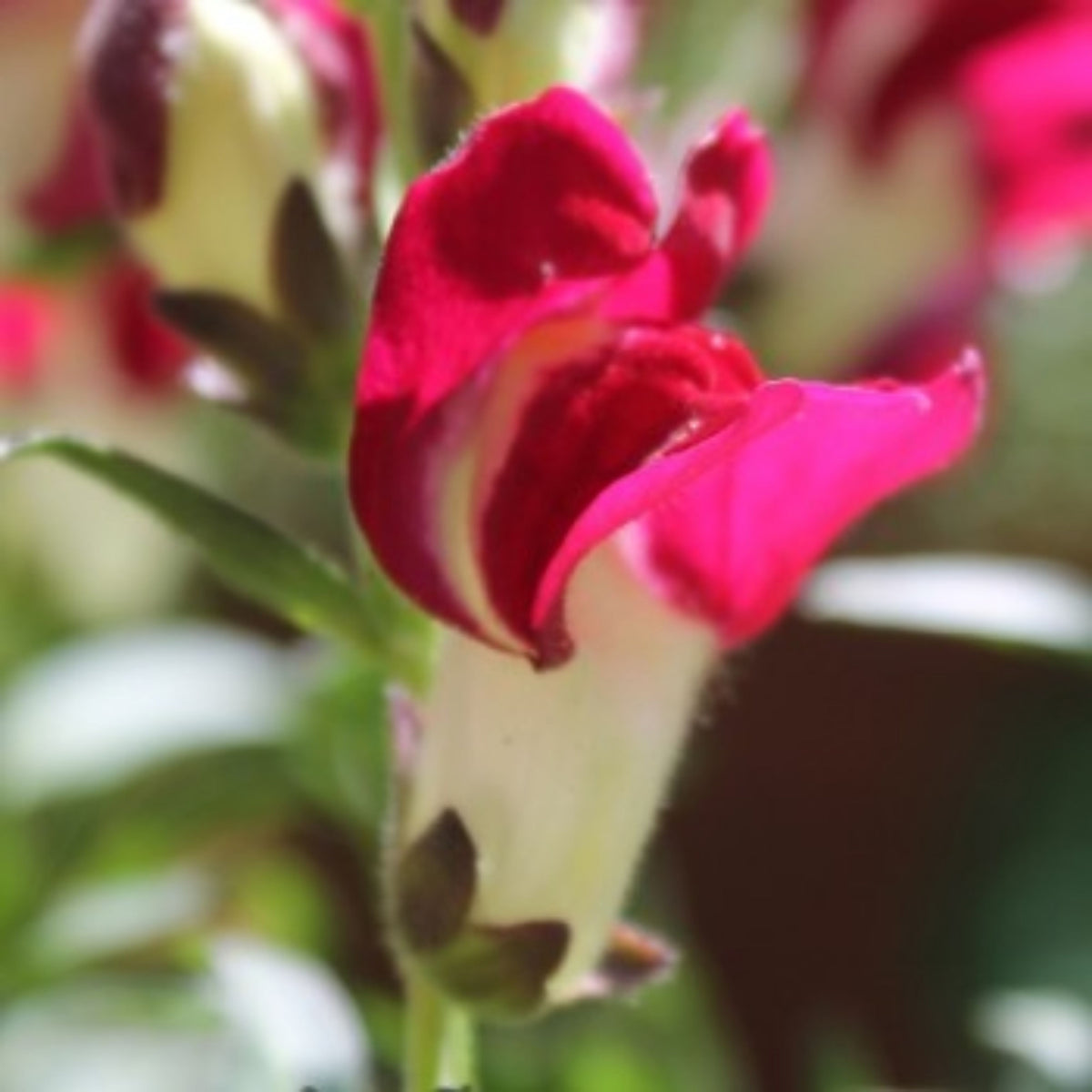 Snapdragons 'Mango Twist' Seeds, 30 seeds