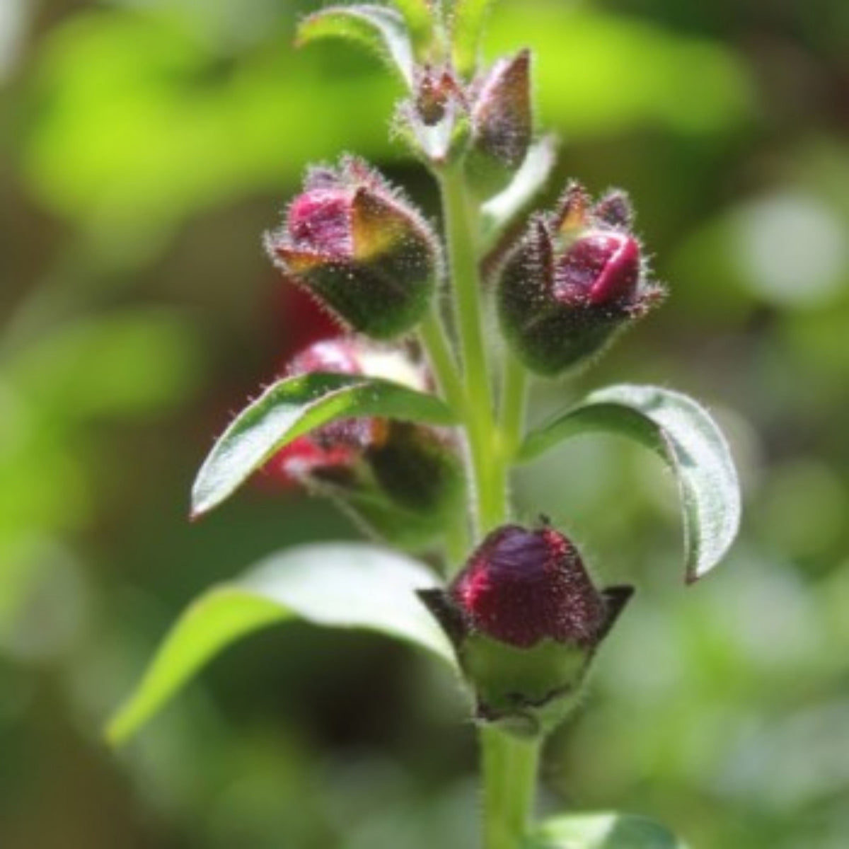Snapdragons 'Mango Twist' Seeds, 30 seeds
