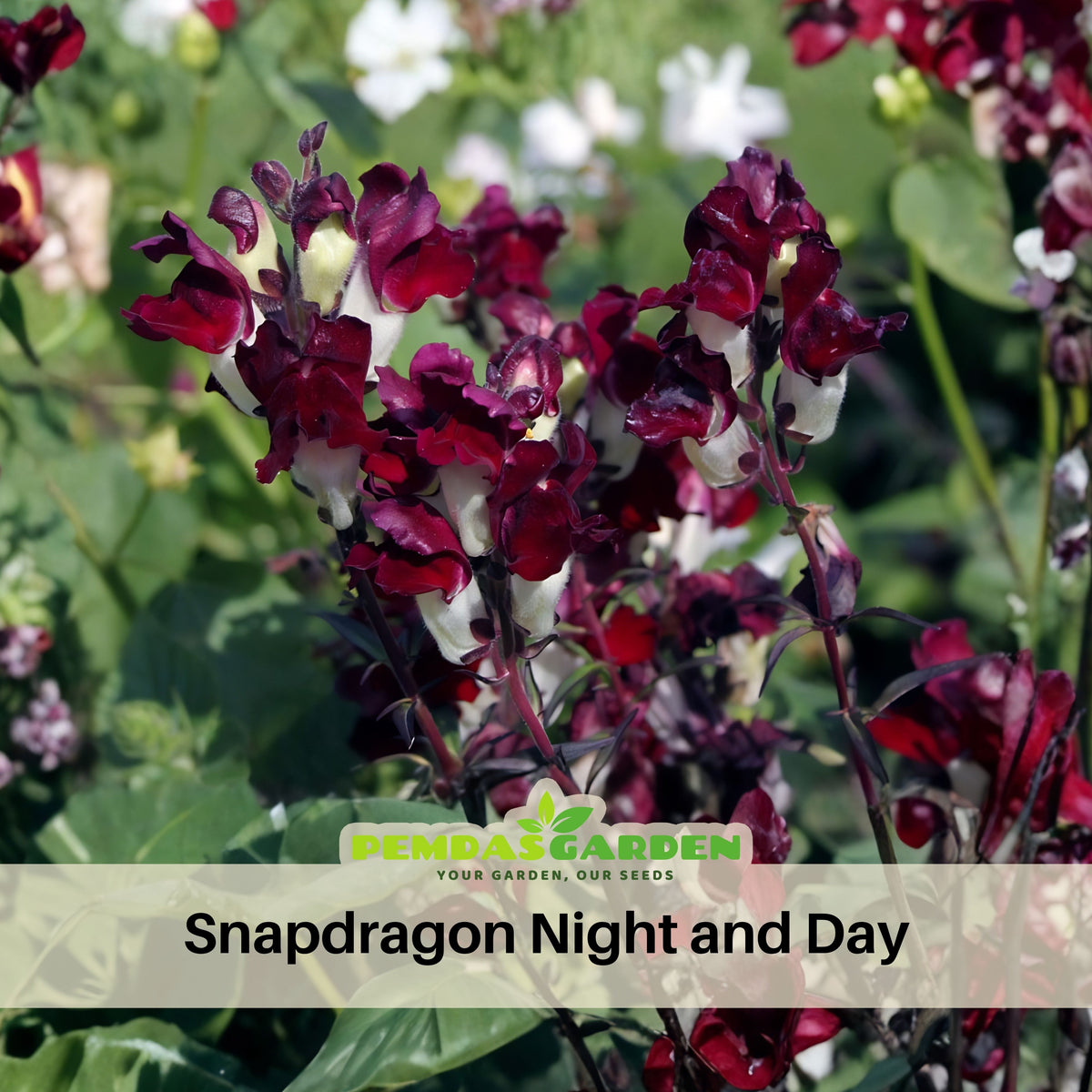 Snapdragons 'Mango Twist' Seeds, 30 seeds