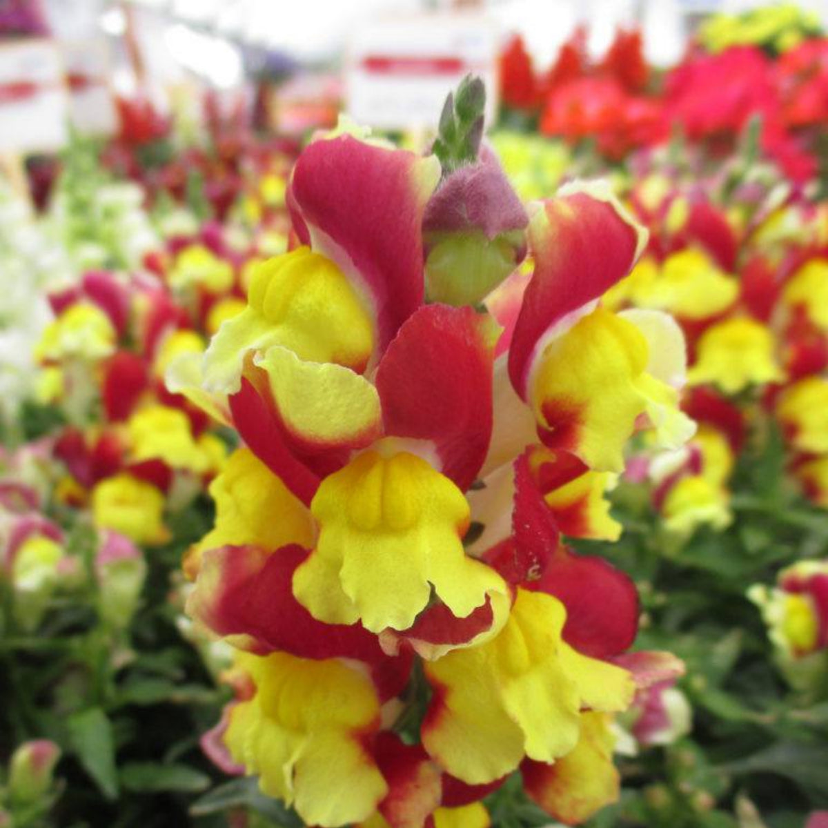 Snapshot Red Bicolor Snapdragon Seeds - Cold Resistant, 30 seeds