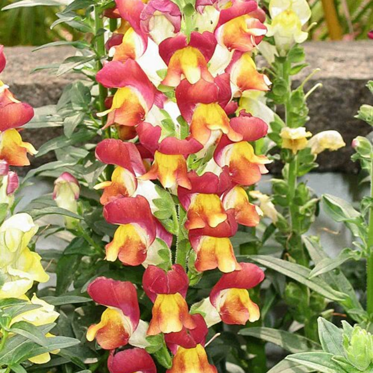 Snapshot Red Bicolor Snapdragon Seeds - Cold Resistant, 30 seeds