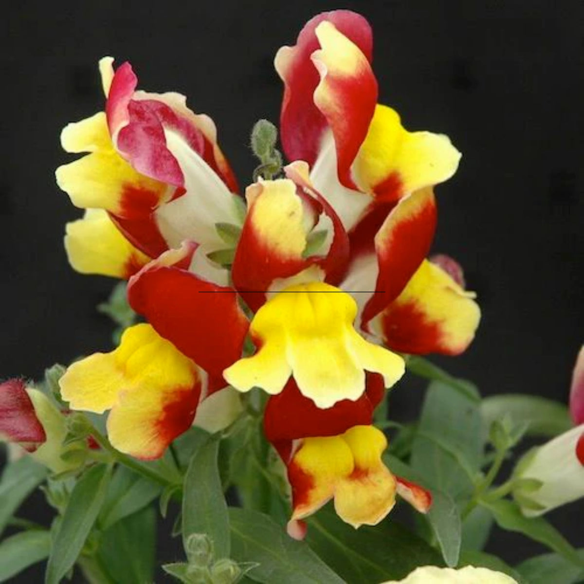 Snapshot Red Bicolor Snapdragon Seeds - Cold Resistant, 30 seeds