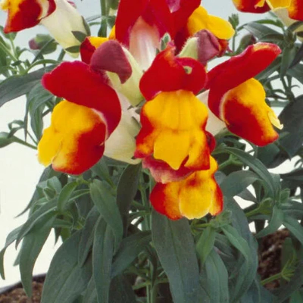 Snapshot Red Bicolor Snapdragon Seeds - Cold Resistant, 30 seeds