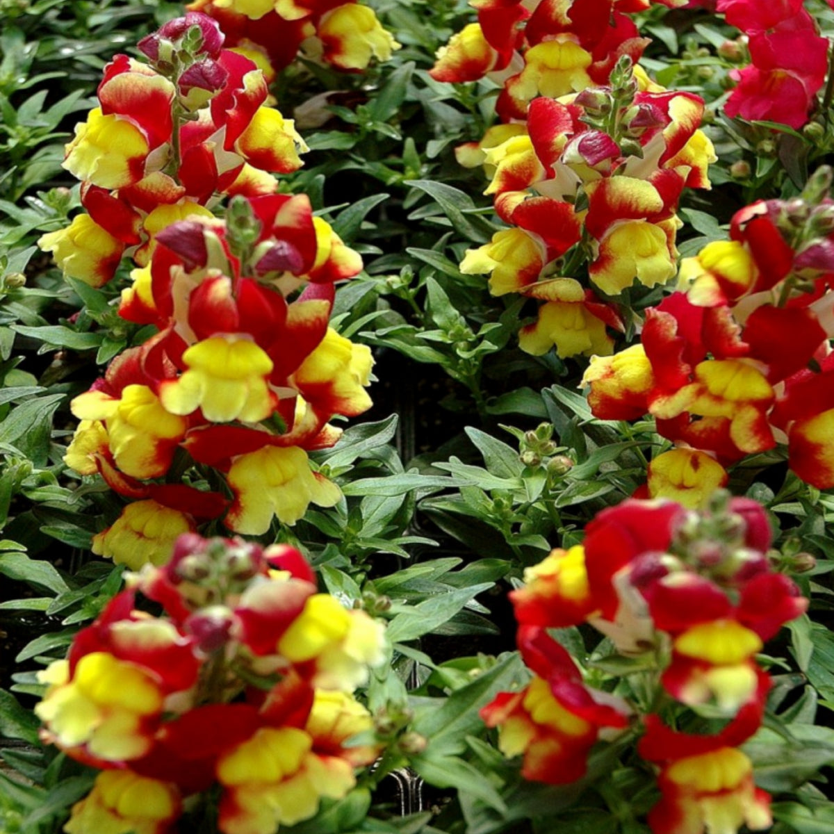 Snapshot Red Bicolor Snapdragon Seeds - Cold Resistant, 30 seeds