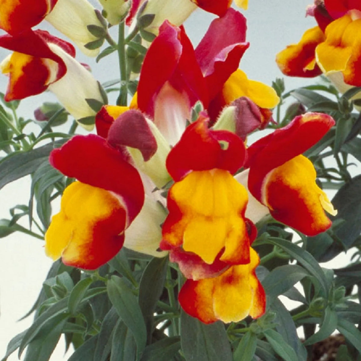 Snapshot Red Bicolor Snapdragon Seeds - Cold Resistant, 30 seeds