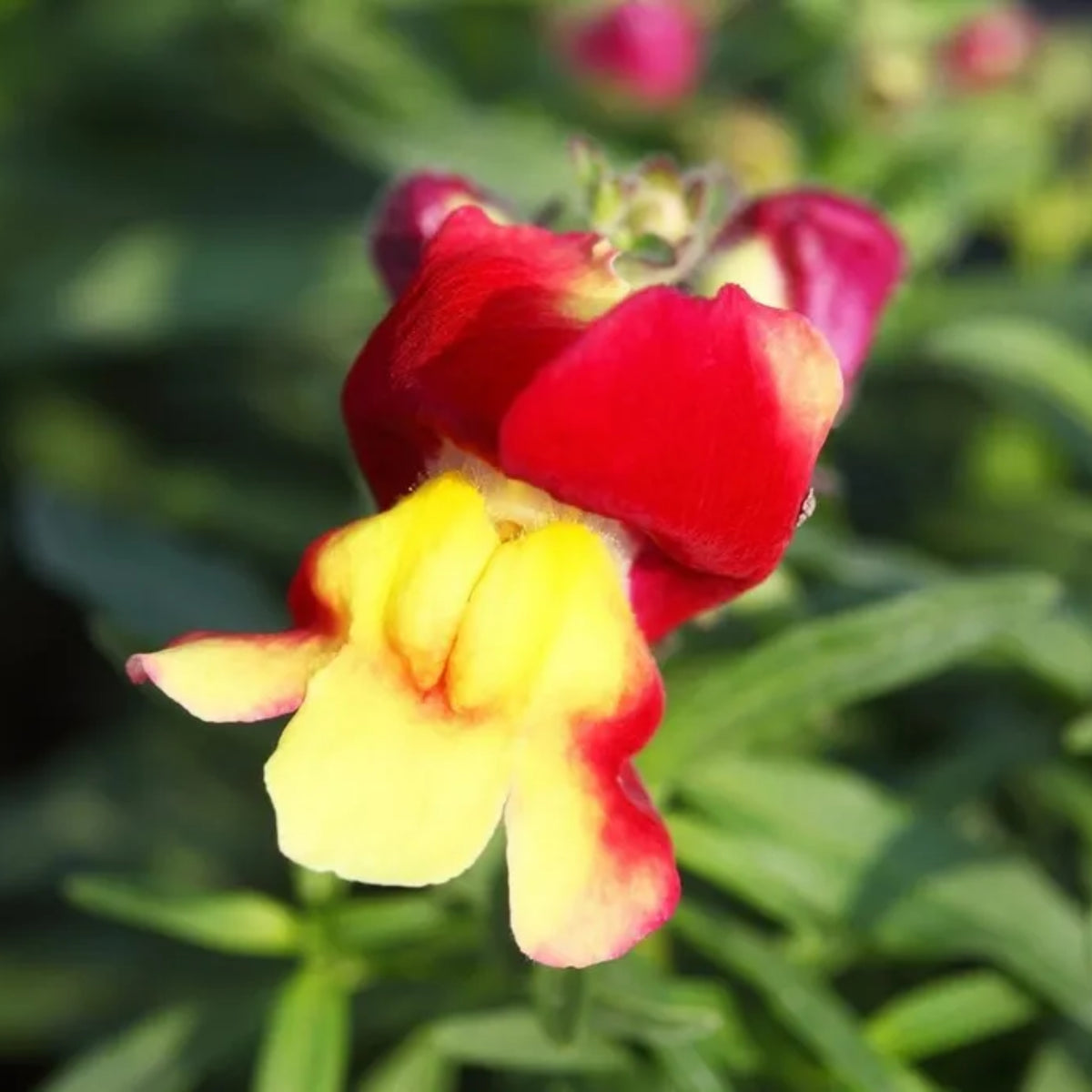 Snapshot Red Bicolor Snapdragon Seeds - Cold Resistant, 30 seeds