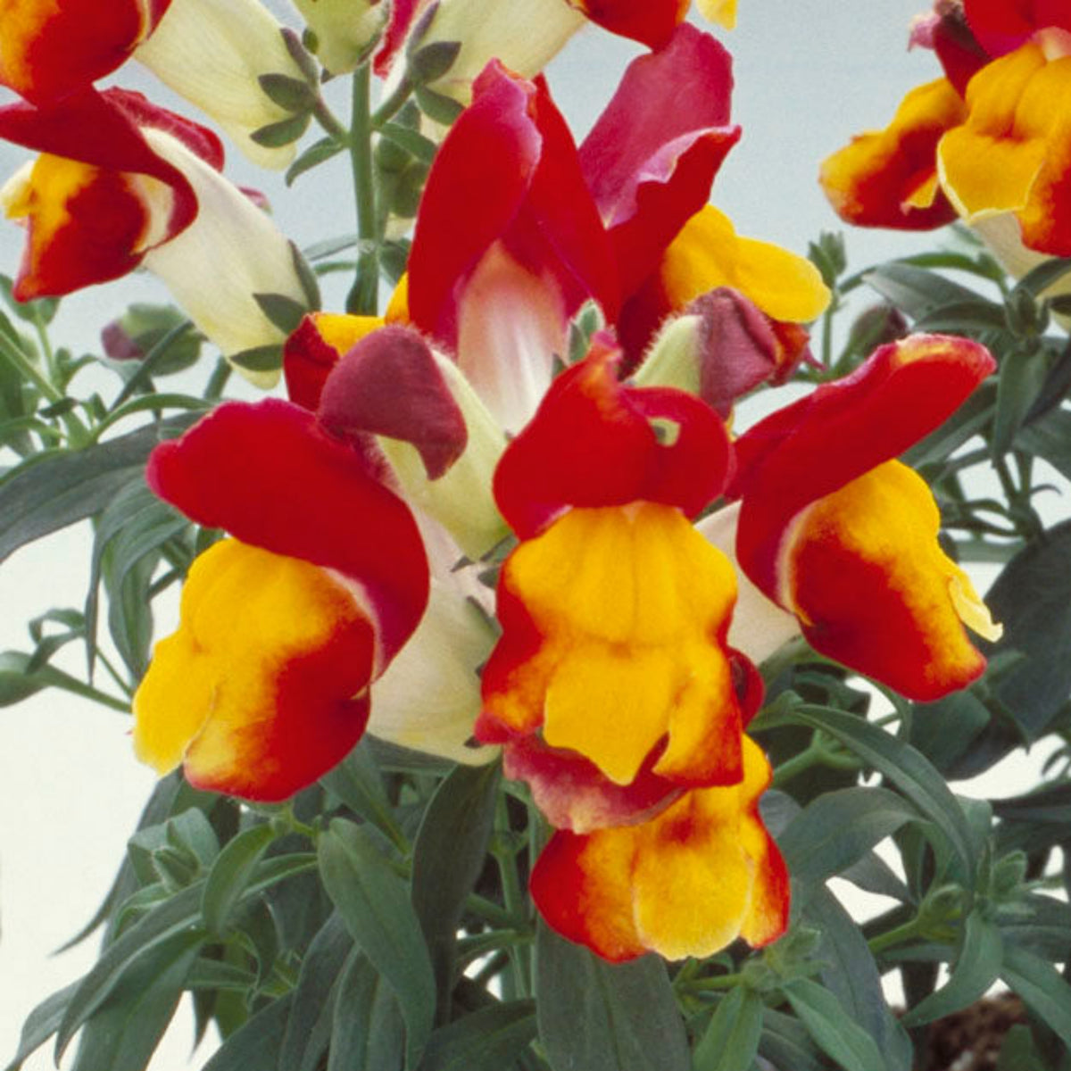 Snapshot Red Bicolor Snapdragon Seeds - Cold Resistant, 30 seeds