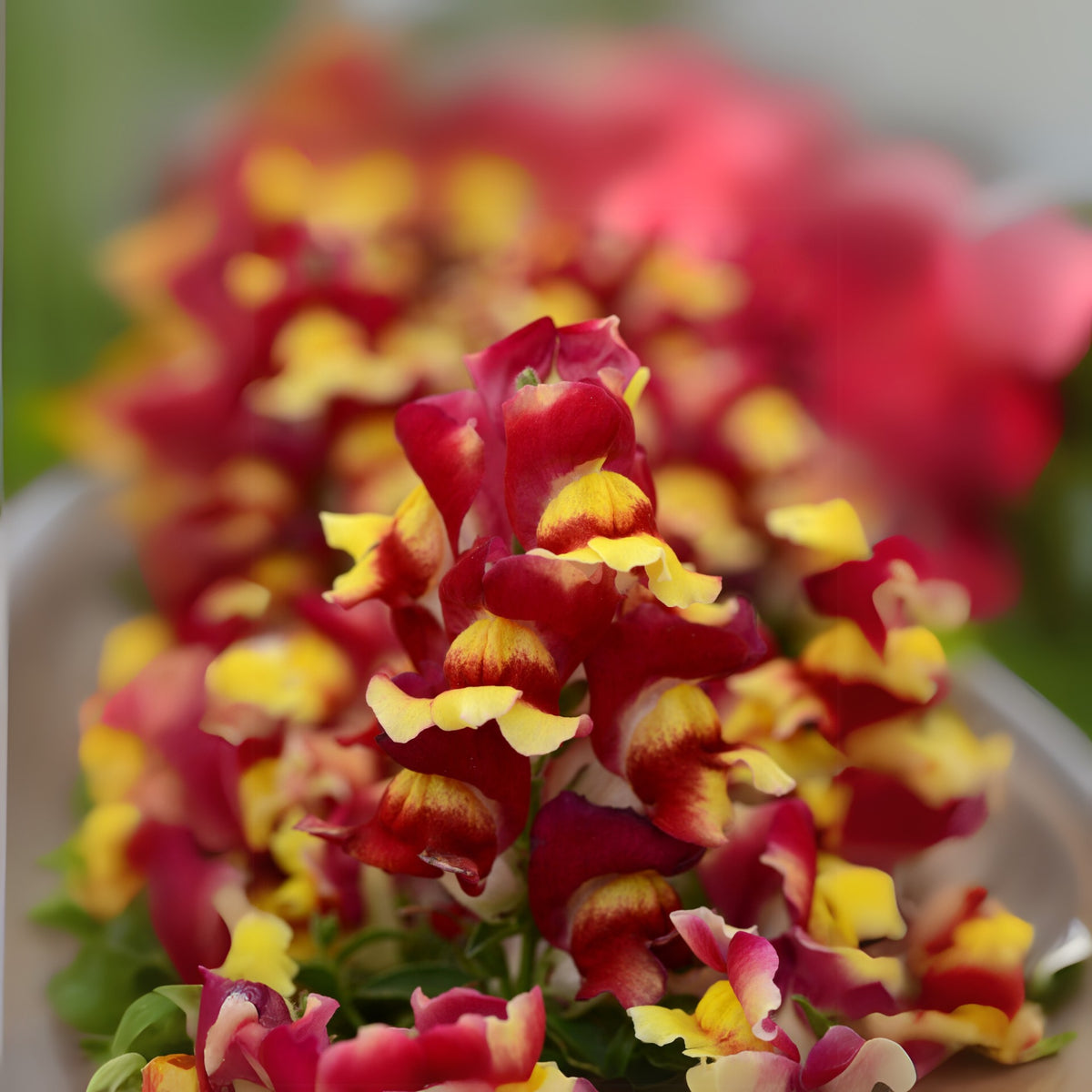 Snapshot Red Bicolor Snapdragon Seeds - Cold Resistant, 30 seeds