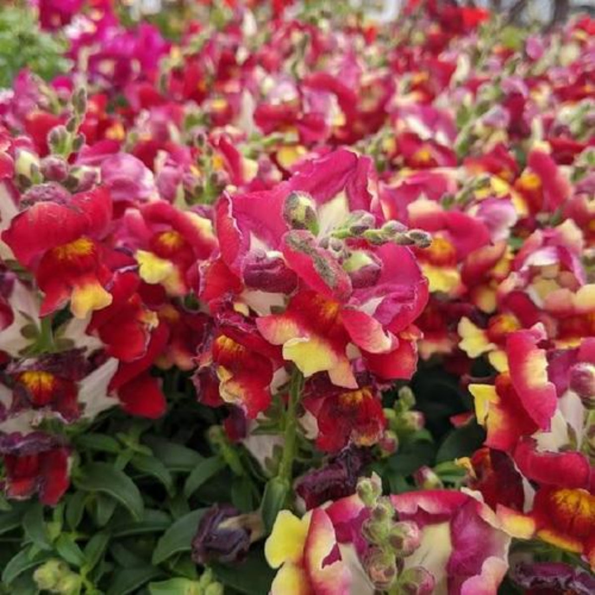 Snapshot Red Bicolor Snapdragon Seeds - Cold Resistant, 30 seeds