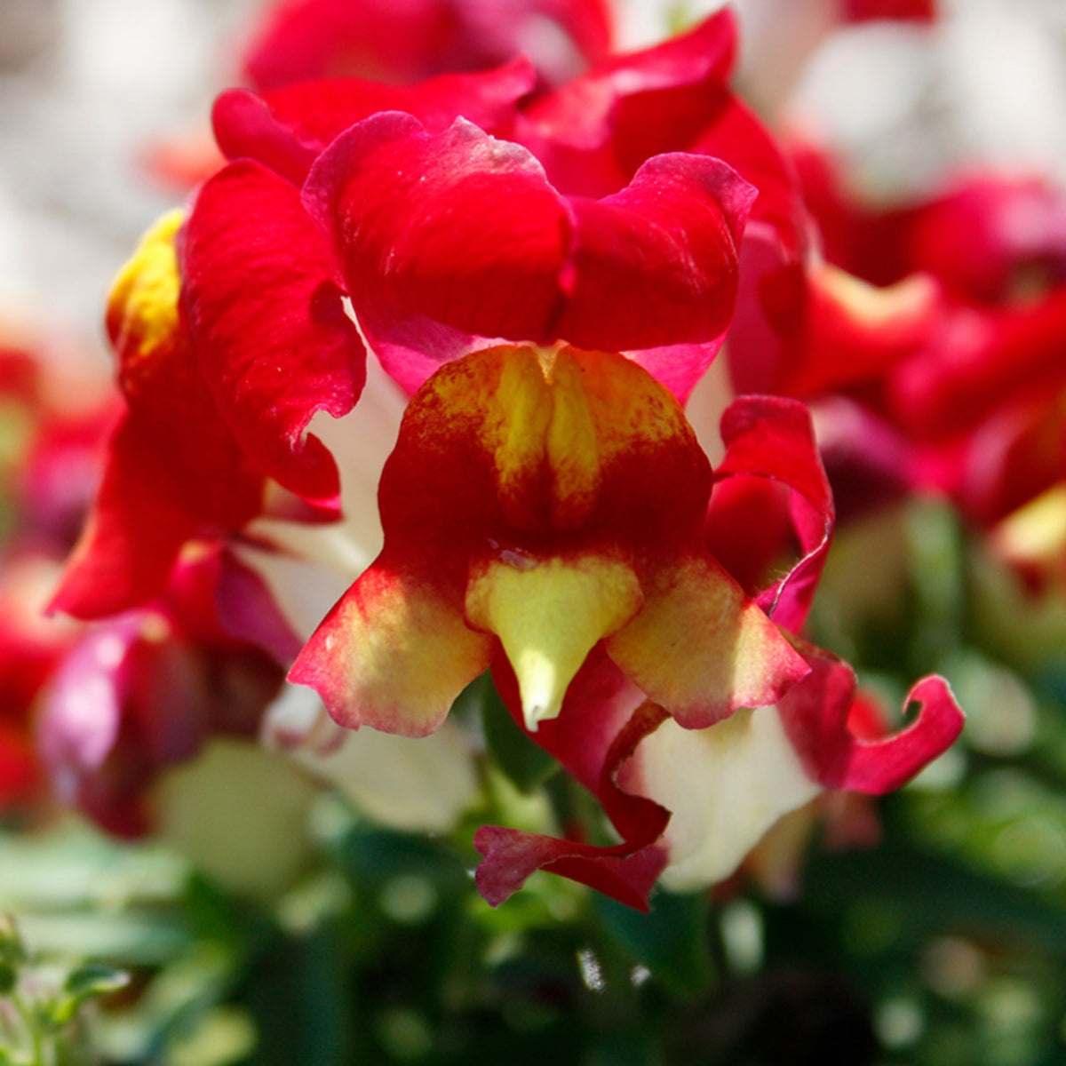 Snapshot Red Bicolor Snapdragon Seeds - Cold Resistant, 30 seeds