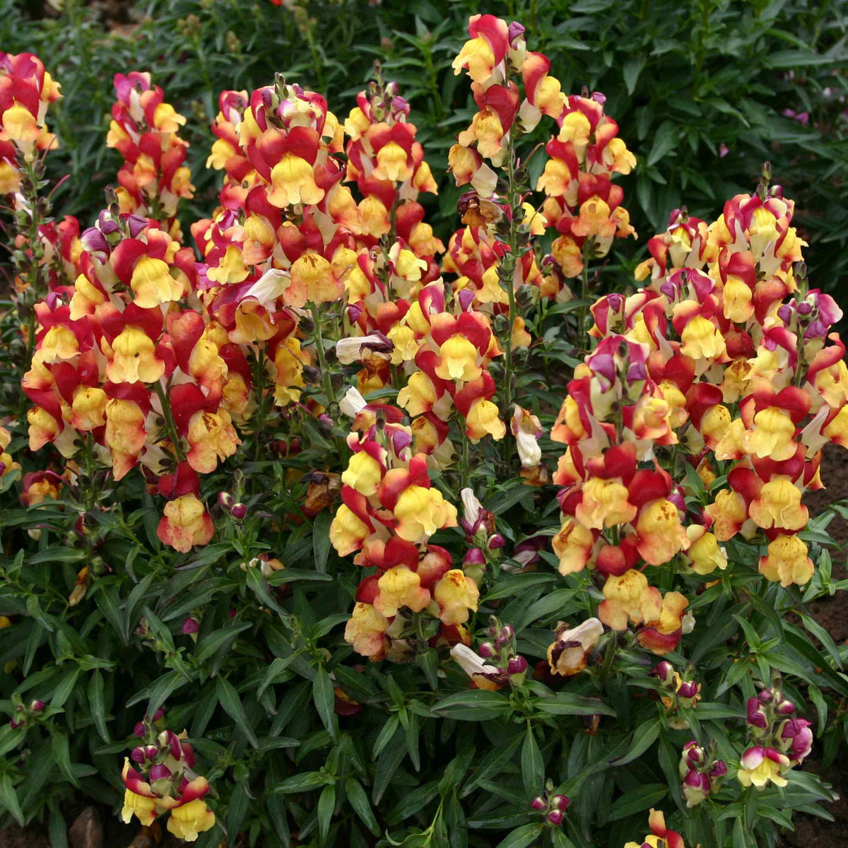 Snapshot Red Bicolor Snapdragon Seeds - Cold Resistant, 30 seeds