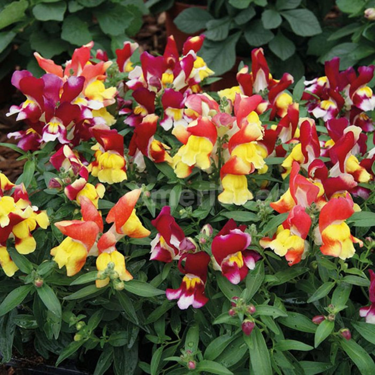 Snapshot Red Bicolor Snapdragon Seeds - Cold Resistant, 30 seeds