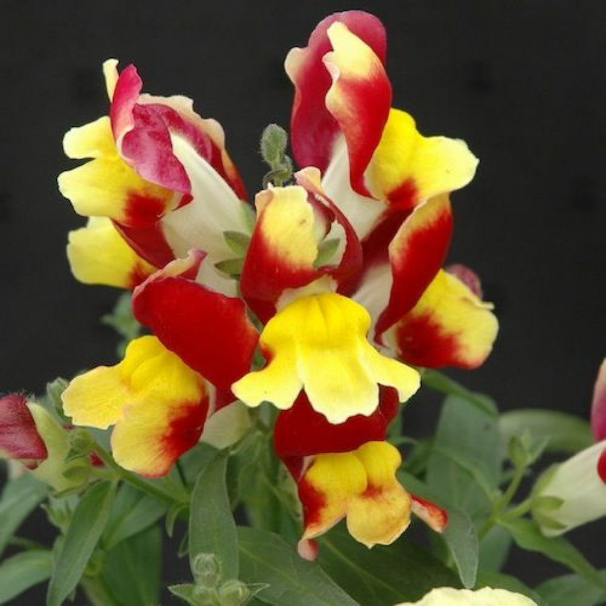 Snapshot Red Bicolor Snapdragon Seeds - Cold Resistant, 30 seeds
