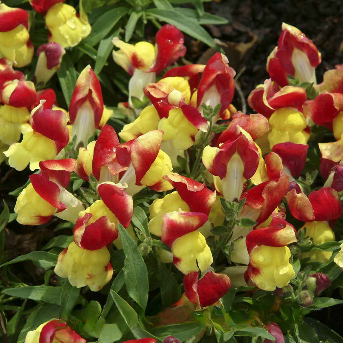 Snapshot Red Bicolor Snapdragon Seeds - Cold Resistant, 30 seeds