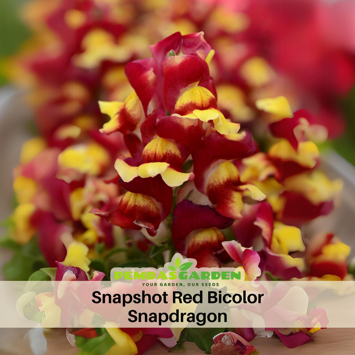Snapshot Red Bicolor Snapdragon Seeds - Cold Resistant, 30 seeds