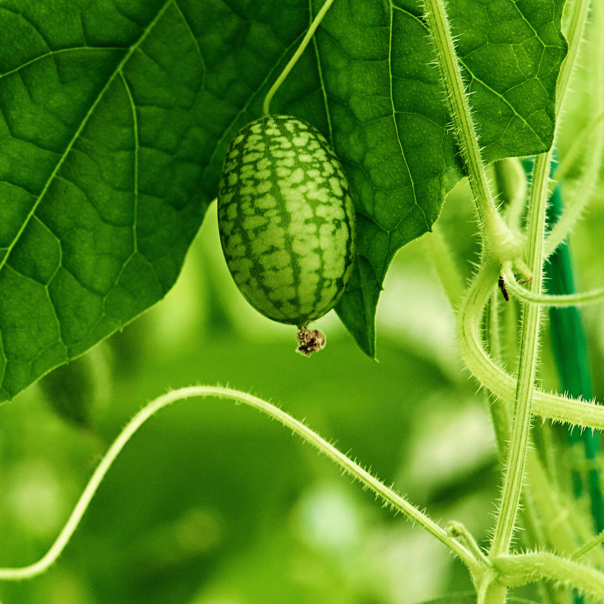 Cucamelon Seeds - Cold Resistant, Potted, 25+ seeds