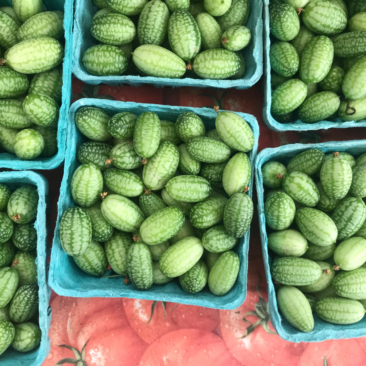 Cucamelon Seeds - Cold Resistant, Potted, 25+ seeds