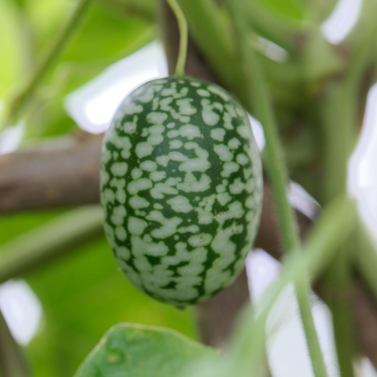 Cucamelon Seeds - Cold Resistant, Potted, 25+ seeds