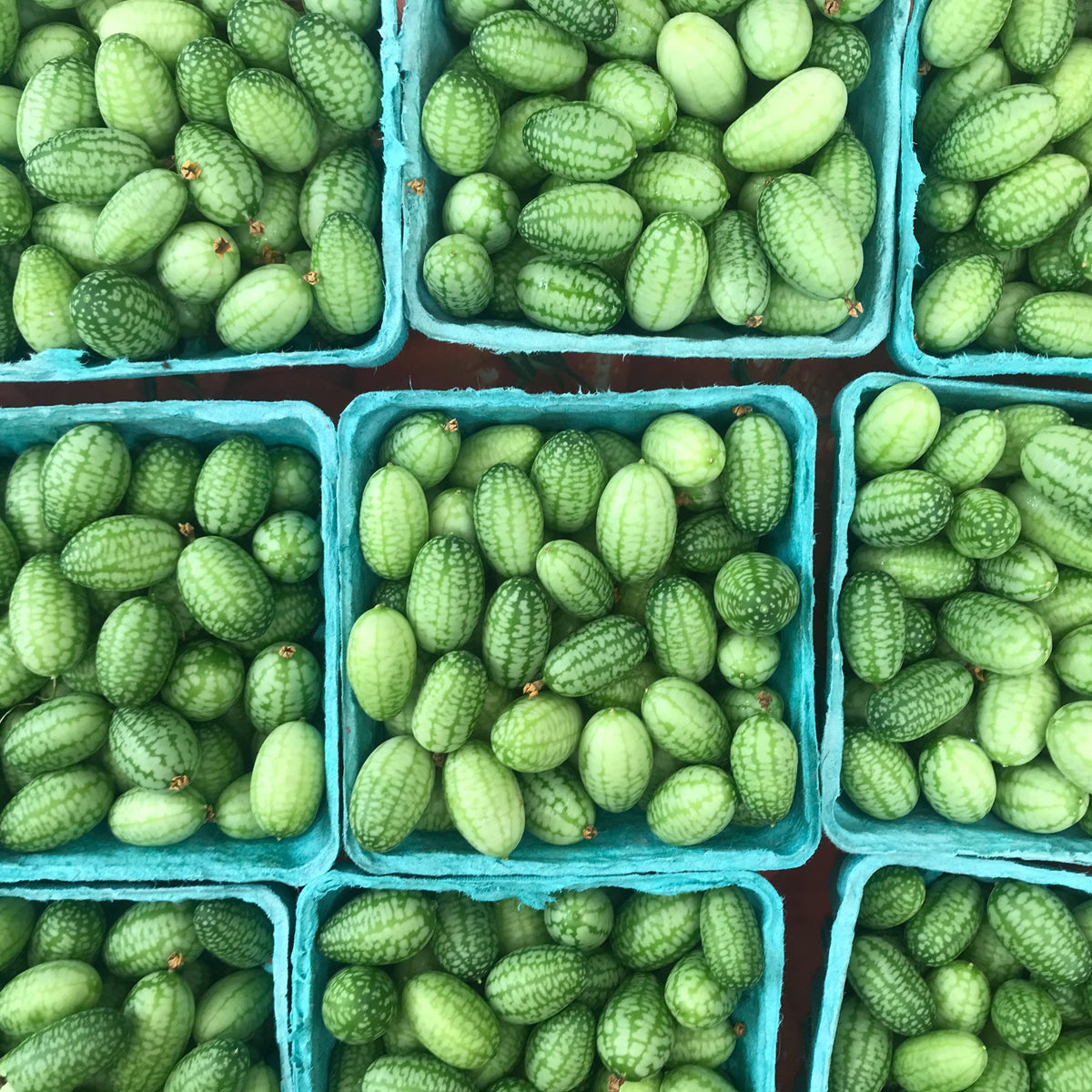 Cucamelon Seeds - Cold Resistant, Potted, 25+ seeds