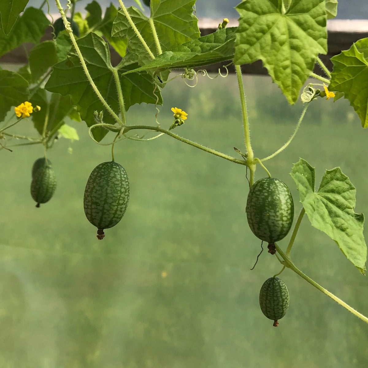 Cucamelon Seeds - Cold Resistant, Potted, 25+ seeds