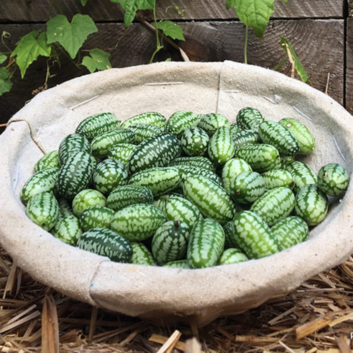Cucamelon Seeds - Cold Resistant, Potted, 25+ seeds