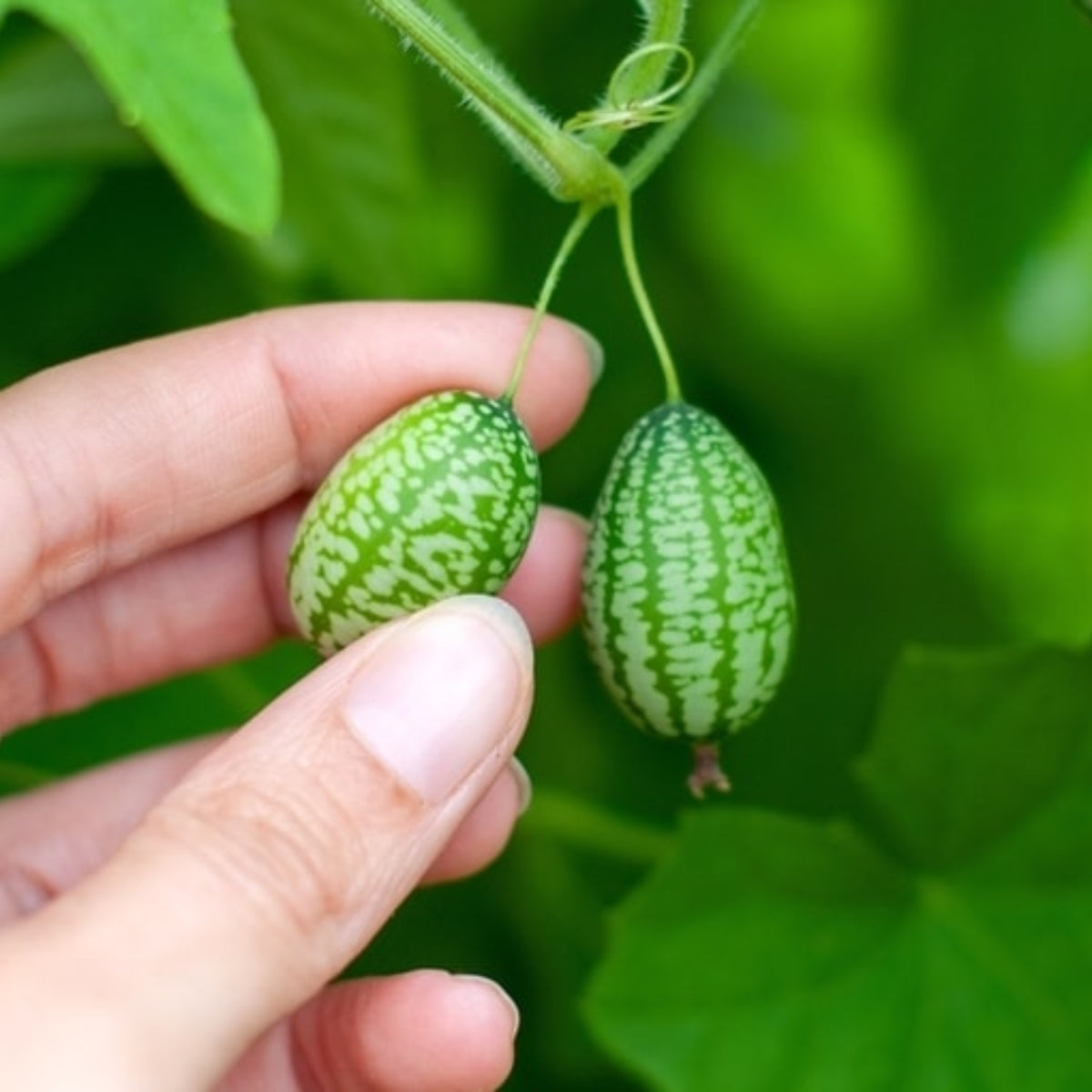 Cucamelon Seeds - Cold Resistant, Potted, 25+ seeds