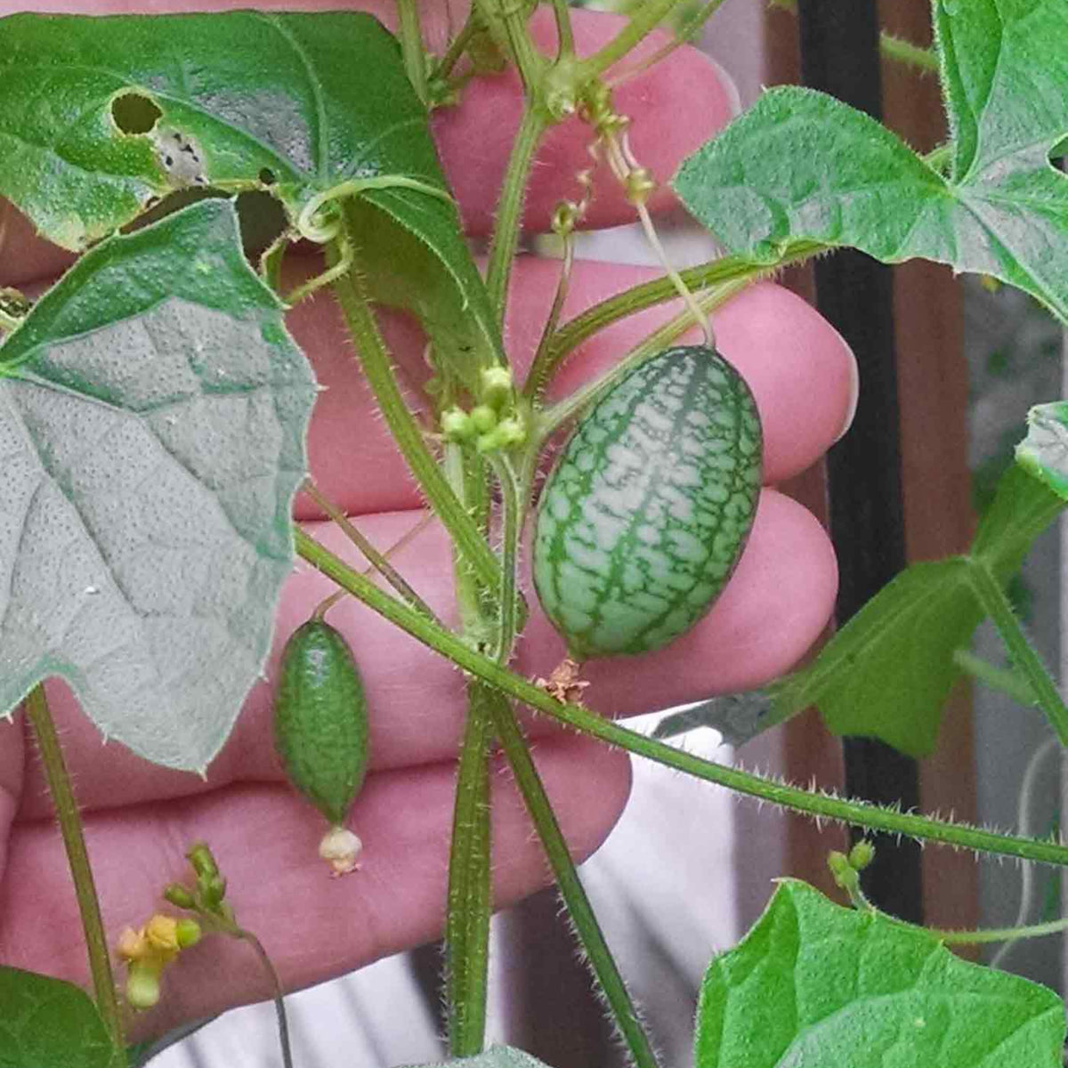 Cucamelon Seeds - Cold Resistant, Potted, 25+ seeds