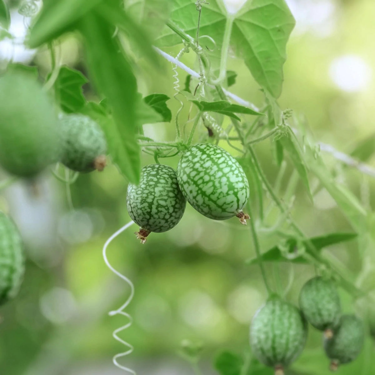 Cucamelon Seeds - Cold Resistant, Potted, 25+ seeds
