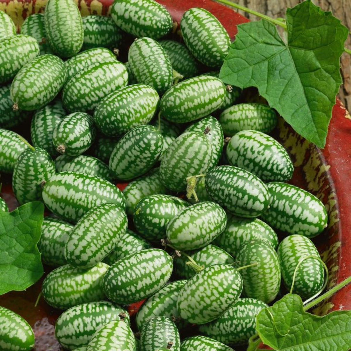 Cucamelon Seeds - Cold Resistant, Potted, 25+ seeds