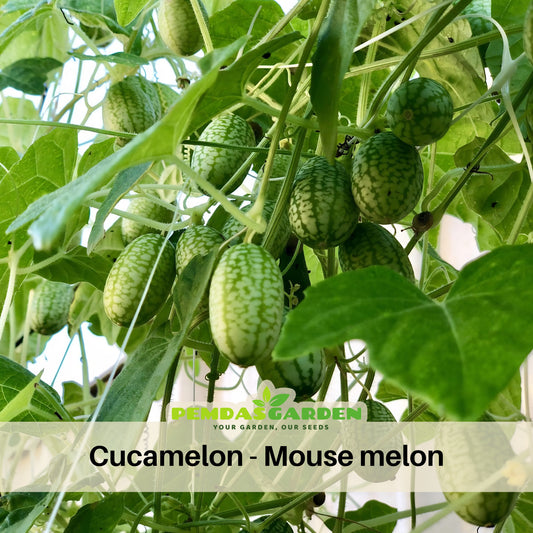Cucamelon Seeds - Cold Resistant, Potted, 25+ seeds