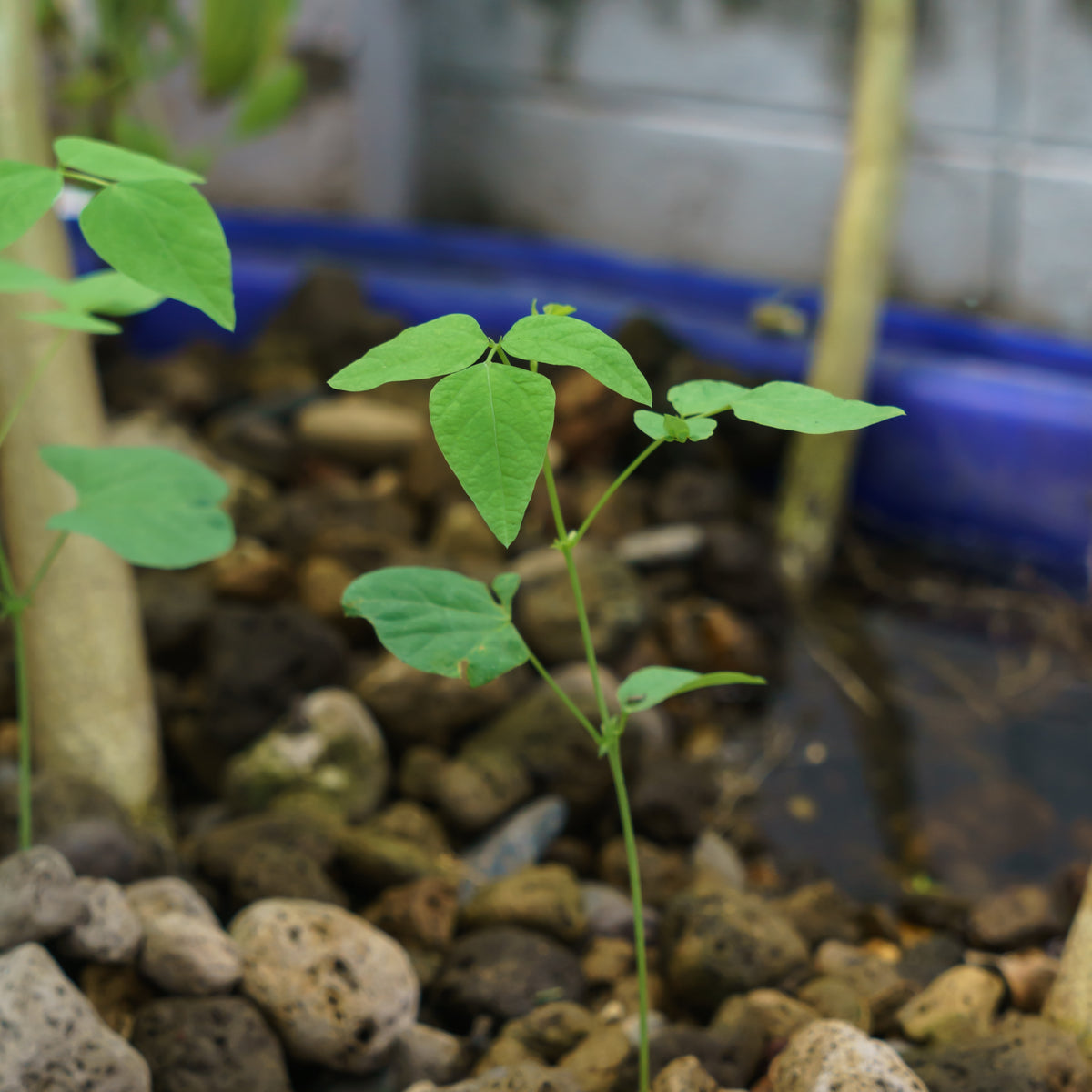 Winged Bean Seeds - Edible, Potted, 10+ seeds