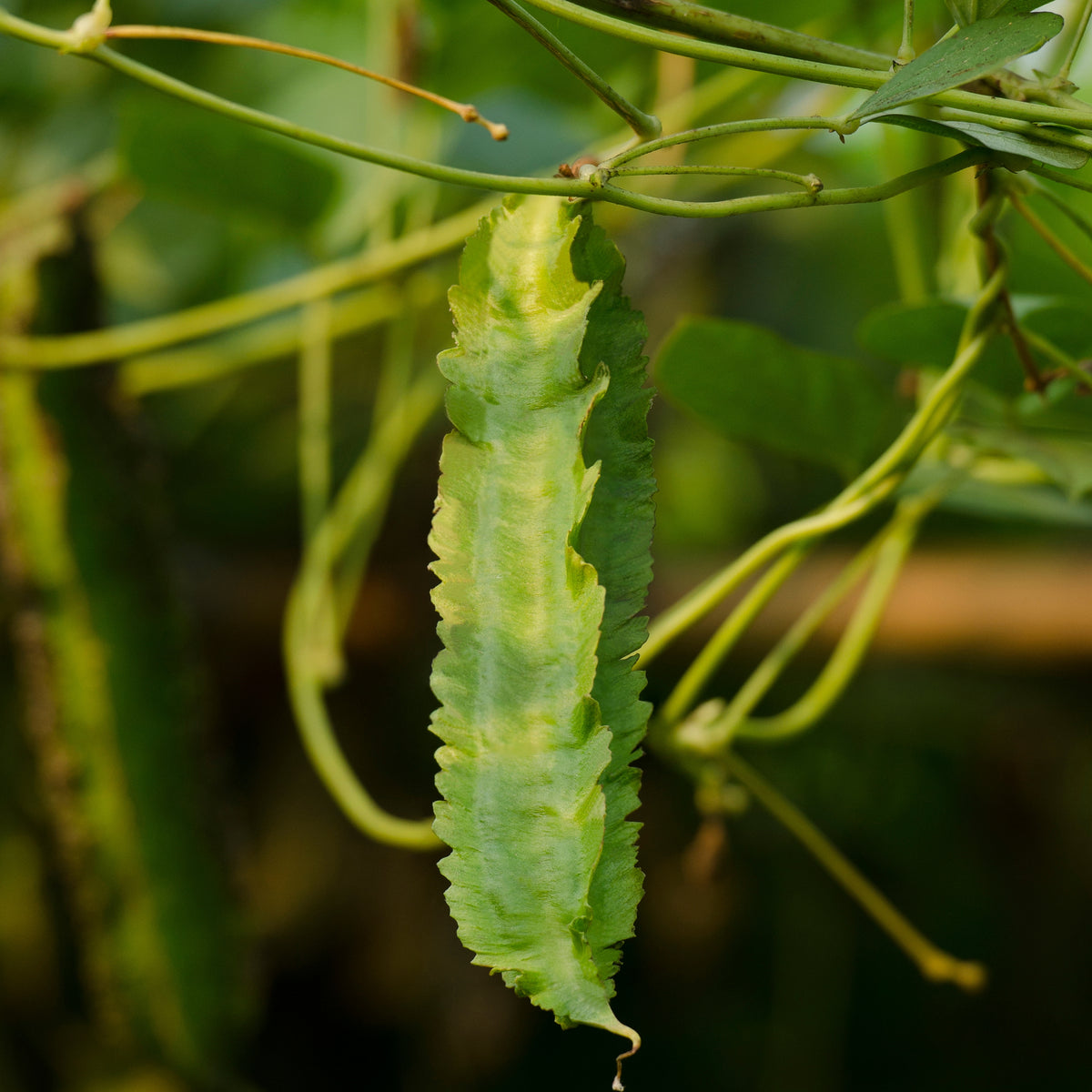 Winged Bean Seeds - Edible, Potted, 10+ seeds