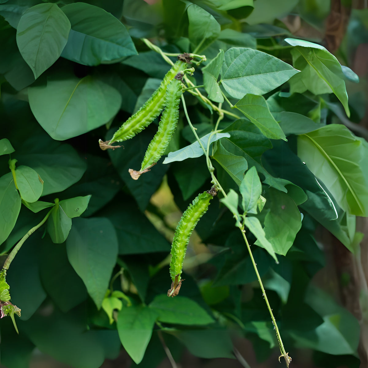 Winged Bean Seeds - Edible, Potted, 10+ seeds
