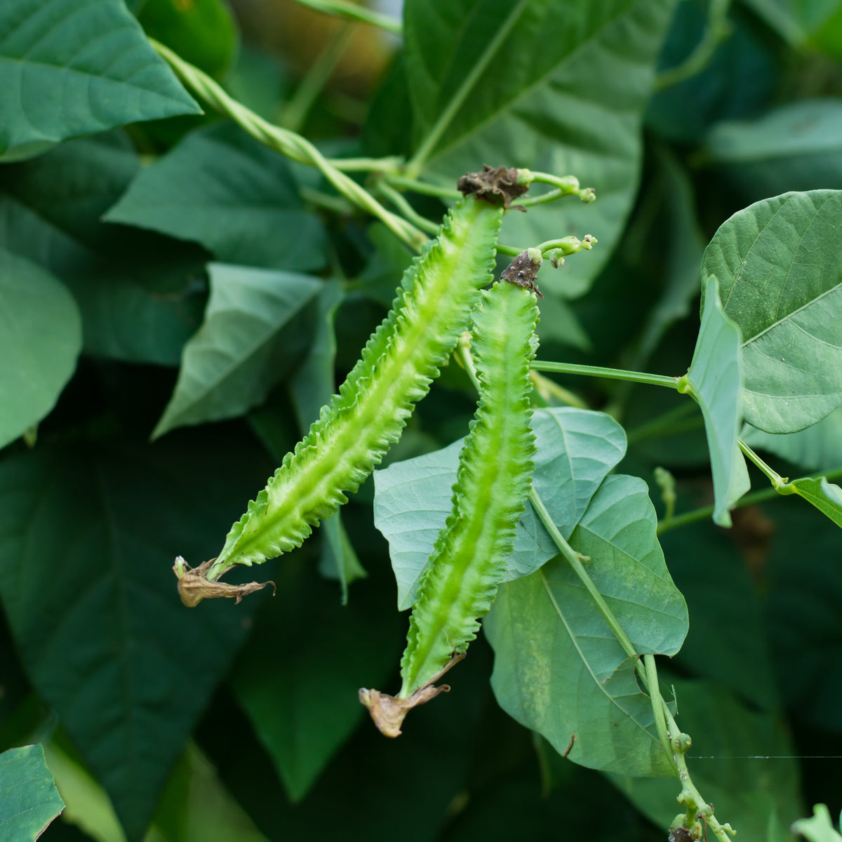Winged Bean Seeds - Edible, Potted, 10+ seeds